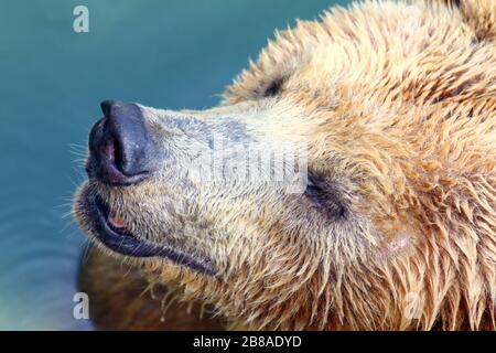 Bär, Grizzly-Bär im Wasser, der Bär ist ein wildes Tier, der Bär ist Wildlife Stockfoto