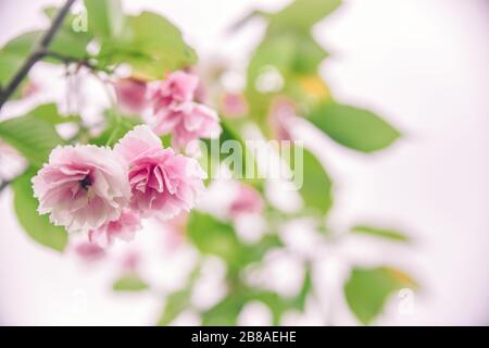 Zarte rosafarbene aufblühende Sakura Nahaufnahme. Wunderschöner abstraktem Frühlingshintergrund, minimale Komposition. Romantische Blumenkulisse. Pastellfarben, Nahaufnahme Stockfoto