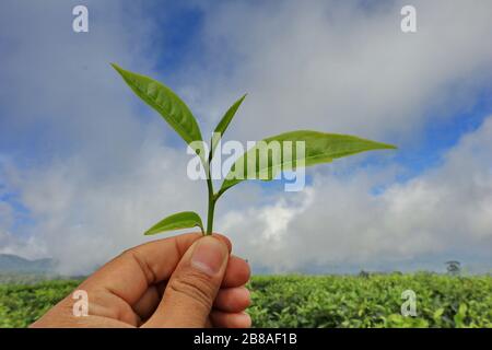 Schießt Teeblätter in der Hand Stockfoto