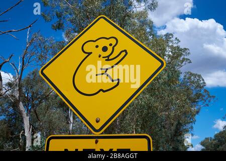 Das niedliche, am Straßenrand übliche gelbe Warnschild mit Rautenwarnungen für einen Koala-Bärenbereich. In Victoria, Australien. Stockfoto