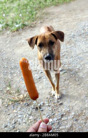 Hund und Wurst, Wurst in der Hand und Hunde braun sind hungrig, hungrig (selektiver Fokus) Stockfoto