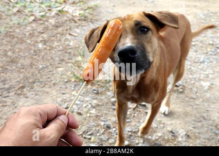 Hund und Wurst, Wurst in der Hand und Hunde braun sind hungrig, hungrig (selektiver Fokus) Stockfoto