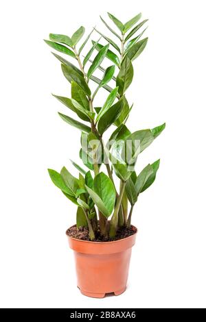 Zamioculcas zamiifolia blühen im Topf auf weißem Grund Stockfoto