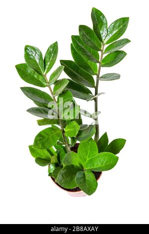 Zamioculcas zamiifolia blühen im Topf auf weißem Grund Stockfoto