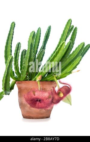 Stapelia grandiflora blüht auf weißem Grund Stockfoto