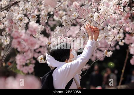 Tokio, Japan. März 2020. Die Angst vor dem Coronavirus hielt die Japaner nicht davon ab, an ihrer jährlichen Kirschblüte zu teilnehmen. Bewaffnet mit Gesichtsmasken stellte sich die Menschenmenge wie gewohnt heraus, um die blühenden Bäume im Tokioter Shinjuku Gyoen Nationalpark in Shinjuku in Japan zu fotografieren. Es gab Einschränkungen bei den üblichen organisierten Picknicks, und die Menschenmengen waren möglicherweise dünner als im letzten Jahr, aber das hat nicht dazu geführt, dass die Menschen die Blüte genossen und ein paar provisorische Picknicks aufstellten, wenn auch mit etwas mehr Abstand zwischen den Gruppen als sonst. Credit: Paul Brown/Alamy Live News Stockfoto