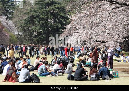 Tokio, Japan. März 2020. Die Angst vor dem Coronavirus hielt die Japaner nicht davon ab, an ihrer jährlichen Kirschblüte zu teilnehmen. Bewaffnet mit Gesichtsmasken stellte sich die Menschenmenge wie gewohnt heraus, um die blühenden Bäume im Tokioter Shinjuku Gyoen Nationalpark in Shinjuku in Japan zu fotografieren. Es gab Einschränkungen bei den üblichen organisierten Picknicks, und die Menschenmengen waren möglicherweise dünner als im letzten Jahr, aber das hat nicht dazu geführt, dass die Menschen die Blüte genossen und ein paar provisorische Picknicks aufstellten, wenn auch mit etwas mehr Abstand zwischen den Gruppen als sonst. Credit: Paul Brown/Alamy Live News Stockfoto