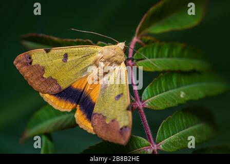 Grüne Drohnenmotte - Ophiusa tirhaca, schöne kleine grüne Motte aus europäischen Wäldern und Waldgebieten, Frankreich. Stockfoto