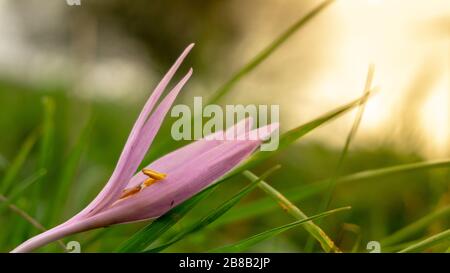 Nahaufnahme einer violetten Dens-Canis Blume auf einer verschwommenen Hintergrund Stockfoto