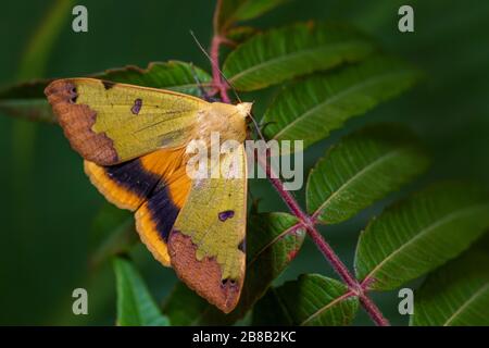 Grüne Drohnenmotte - Ophiusa tirhaca, schöne kleine grüne Motte aus europäischen Wäldern und Waldgebieten, Frankreich. Stockfoto