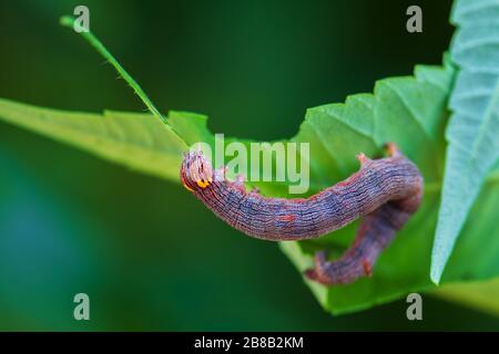 Grüne Drohnenmotte - Ophiusa tirhaca, schöne kleine grüne Motte aus europäischen Wäldern und Waldgebieten, Frankreich. Stockfoto