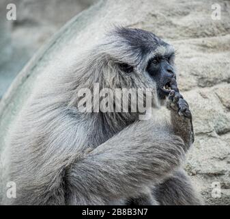 Grauer Gibbon auf dem Boden im Zoo Stockfoto