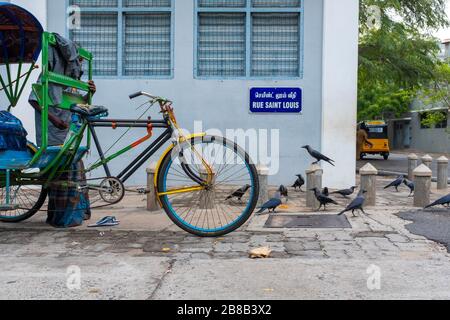 Pondicherry, Indien - 17. März 2018: Unerkennbarer Mann hinter einer Rikscha und Krähen, die etwas Getreide essen Stockfoto