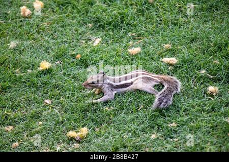 Gewöhnliches indisches Gleithörnchen auf der Suche nach Nahrung mit natürlichem Grüngrashintergrund Stockfoto