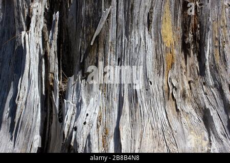 Die Rinde der Kiefer als Hintergrund Stockfoto