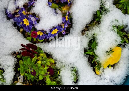 Blumen in einem Quellgarten unter dem Schnee Stockfoto