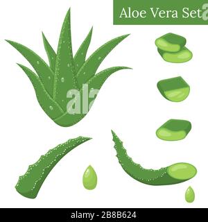 Die Arzneipflanze "Aloe vera" lässt Stecklinge und Safttropfen isoliert auf weißem Hintergrund zurück. Cartoon-Stil. Vektorgrafiken für beliebige des Stock Vektor