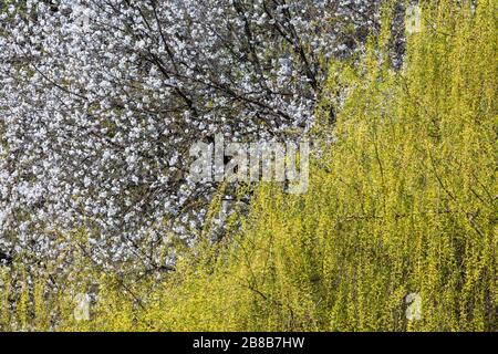 Schöne Landschaft von blühenden Bäumen im Frühling im Park Maksimir, Zagreb, Kroatien Stockfoto