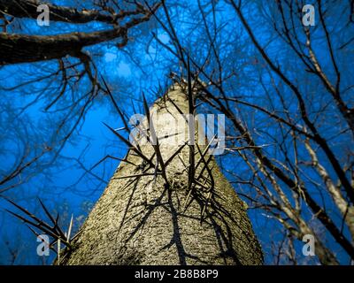Dornen an einem Baumstamm mit blauem Hintergrund. Künstlerischer Ansatz eines Baumes mit Dornen auf seiner Rinde. Stockfoto