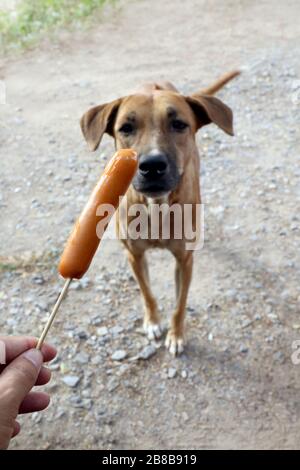 Hund und Wurst, Wurst in der Hand und Hunde braun sind hungrig, hungrig (selektiver Fokus) Stockfoto