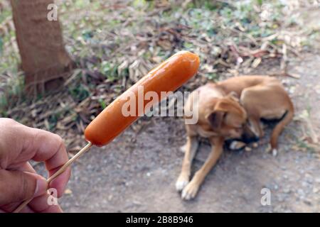 Hund und Wurst, Wurst in der Hand und Hunde braun sind hungrig (selektiver Fokus) Stockfoto