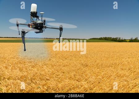 Drohnenspritze fliegt über ein Weizenfeld. Intelligente Landwirtschaft und präzise Landwirtschaft Stockfoto