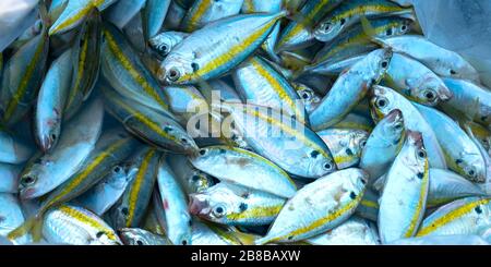 Makrele im Korb, nachdem Sie den Handel mit Meeresfrüchten aufgenommen haben. Dies ist ein Fisch mit vielen Nährstoffen, die für die menschliche Gesundheit gut sind Stockfoto