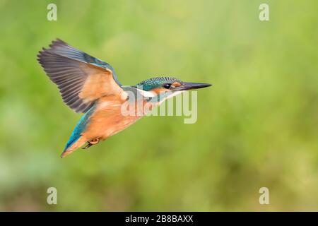 Spektakuläre Naturfotografie, der gemeinsame Kingfisher im Flug (Alcedo atthis) Stockfoto