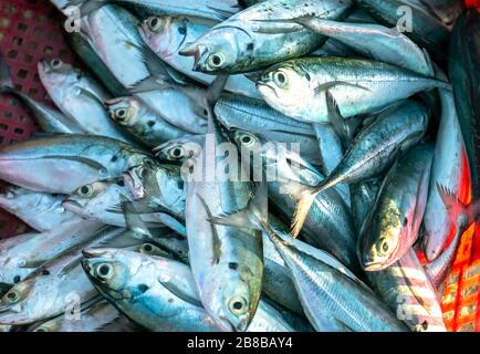 Makrele im Korb, nachdem Sie den Handel mit Meeresfrüchten aufgenommen haben. Dies ist ein Fisch mit vielen Nährstoffen, die für die menschliche Gesundheit gut sind Stockfoto