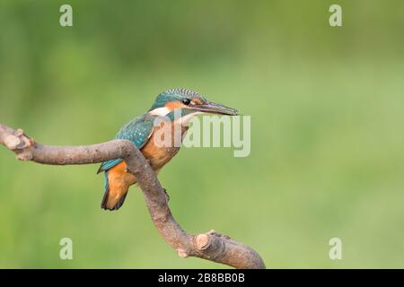 Erstaunliches Porträt von Kingfisher mit gewöhnlicher Teich-Skaterin im Schnabel (Alcedo atthis und Gerris lacustris) Stockfoto