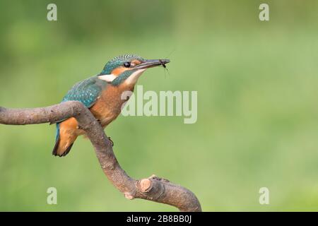 Wunderbares Porträt von Kingfisher mit gewöhnlichem Teichläufer im Schnabel (Alcedo atthis und Gerris lacustris) Stockfoto