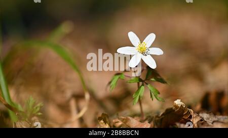 Frühling weiße Blumen im Gras Anemon (Isopyrum thalictroides) Stockfoto