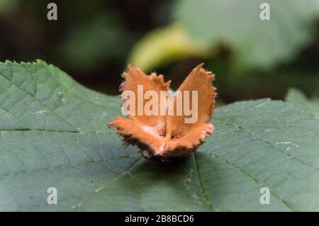 Leerer Bienenschnut auf grünem Blatt Stockfoto