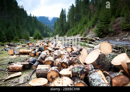 Viel Brennholz auf dem Feld vor Wald. Sonniger Tag und Himmel sind klar, ohne Wolken Stockfoto