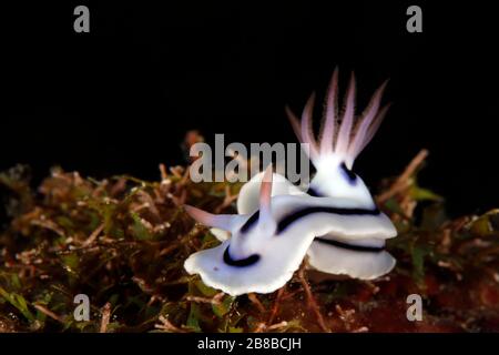 Chromodoris lochi Nudibranch auf einem Coral. Mommon, West Papua, Indonesien Stockfoto