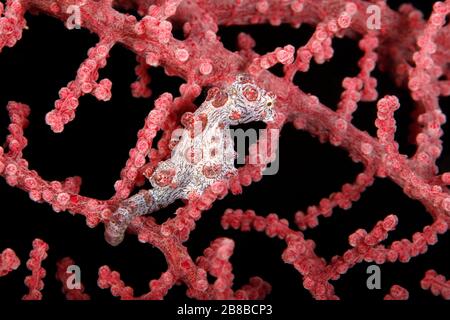 Bargibants Pygmy Seahorse (Hippocampus bargibanti) in einem Fan-Coral. Pulau Koon, Banda-Inseln, Indonesien Stockfoto