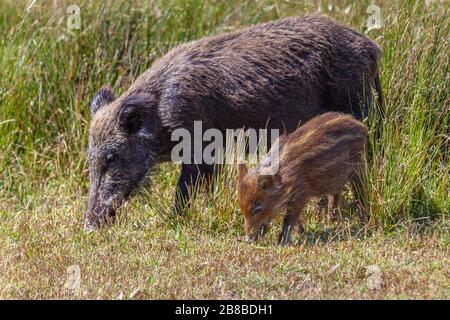 Wildschwein oder Eurasische Wildschwein - Sus scrofa -, Nationalpark von Doñana, Huelva, Spanien Stockfoto