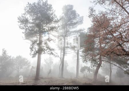 Nebelwald im Naturpark Montserrat, Barcelona, Spanien Stockfoto