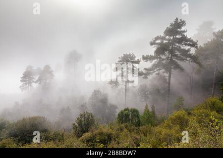 Nebelwald im Naturpark Montserrat, Barcelona, Spanien Stockfoto