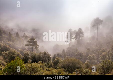 Nebelwald im Naturpark Montserrat, Barcelona, Spanien Stockfoto