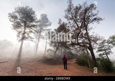 Nebelwald im Naturpark Montserrat, Barcelona, Spanien Stockfoto