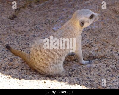 Suricate/Meerkat - Nahansicht eines kleinen Nagetieres mit Blick nach vorne/Blick auf steinigen Felsgrund in Spitzkoppe Erongo, Südafrika Stockfoto