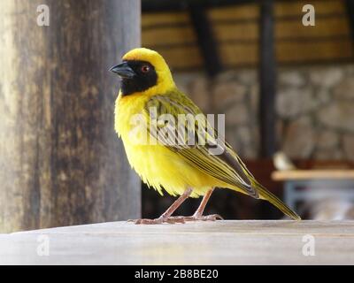 Baya Sakalava Weaver Weber Vogel Nahaufnahme - Gelber Vogel mit schwarzem Gesicht und Schnabel in Solitär in der Republik Afrika auf einem Tisch sitzend Stockfoto