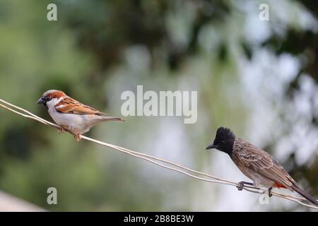 Ein Sparrenpfeil aus dem männlichen Haus thront mit dunkelgekapseltem bulul auf einem Kabel, Vogelbeobachtung Stockfoto