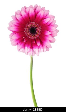 Wunderbare Gerbera (Daisy) isoliert auf weißem Hintergrund, einschließlich Clipping-Pfad. Deutschland Stockfoto