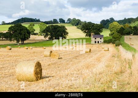 Kreisrunde Heuballen oder Strohrollen, in Ackerland in Shropshire, Großbritannien Stockfoto