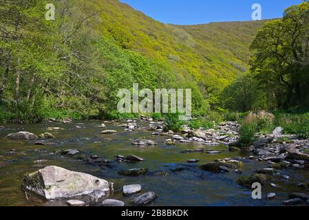 Ein Blick auf den Frühling entlang des East Lyn River im Exmoor-Nationalpark in Nord-Devon, England, Großbritannien, Teil des Coleridge Way National Trail Stockfoto