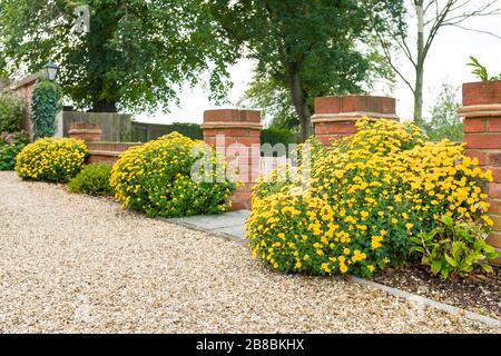 Chrysanthemum mehrjährige Pflanzen (winterharte Mütter) mit gelben Blumen an einer englischen Gartengrenze im Herbst, Großbritannien Stockfoto