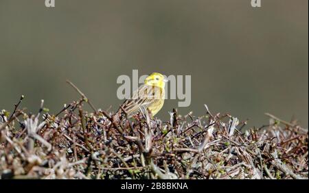 Männlicher Gelbhammer in der Hegerow Stockfoto