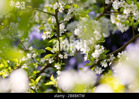 Schöne Kirschblüten im Frühling, lüneburgische Heide, Norddeutschland Stockfoto